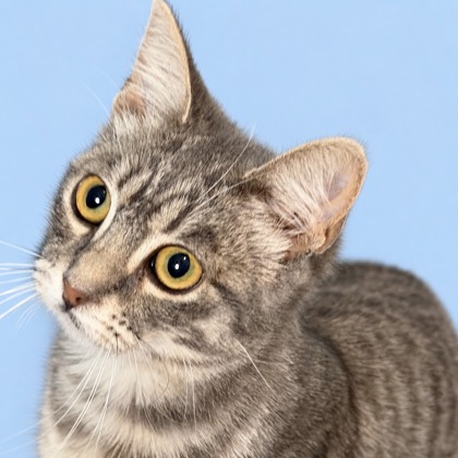 BEE - Domestic Shorthair / Mix available for adoption