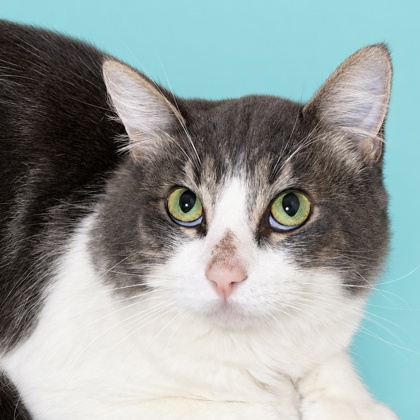 TIM BURTON - Domestic Medium Hair / Mix available for adoption