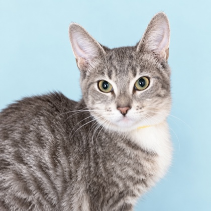 EMBER - Domestic Shorthair / Mix available for adoption