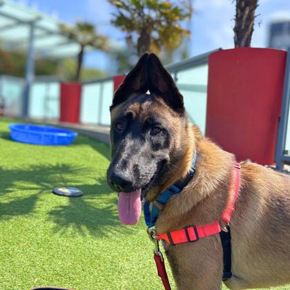 ILIA MALINOIS - Belgian Malinois / Mix available for adoption