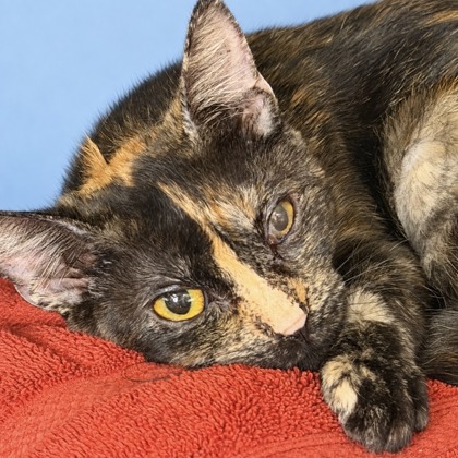 BASIL - Domestic Shorthair / Mix available for adoption