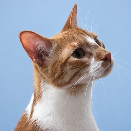 CROSBY - Domestic Shorthair / Mix available for adoption