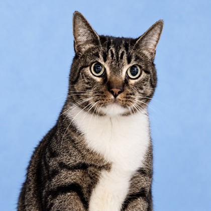 LOKI - Domestic Shorthair / Mix available for adoption