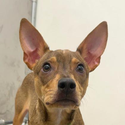 ARLO - Short Coat Chihuahua / Mix available for adoption