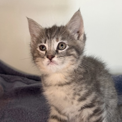 AZUL - Domestic Medium Hair / Mix available for adoption