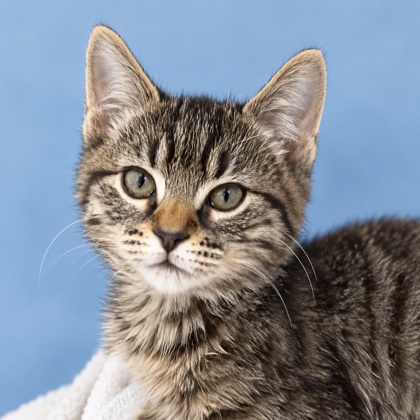 BUTTERFLY - Domestic Shorthair / Mix available for adoption