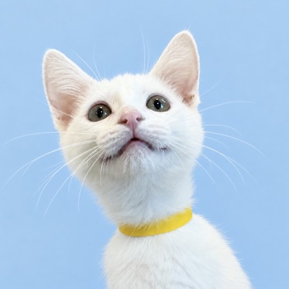 FROST - Domestic Medium Hair / Mix available for adoption
