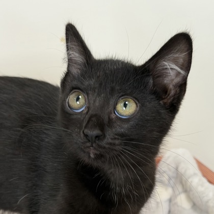 FIONA - Domestic Shorthair / Mix available for adoption