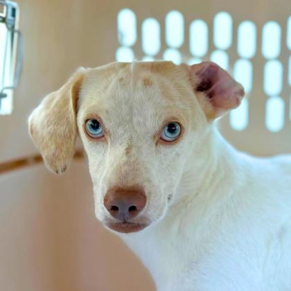 JASPER - Terrier / Mix available for adoption