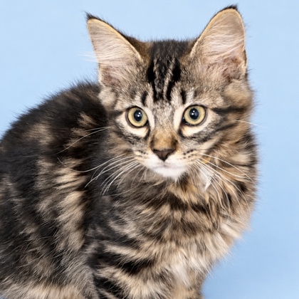 CODY - Domestic Shorthair / Mix available for adoption