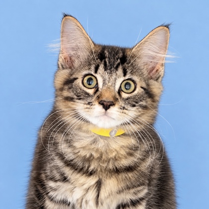 DYLAN - Domestic Shorthair / Mix available for adoption