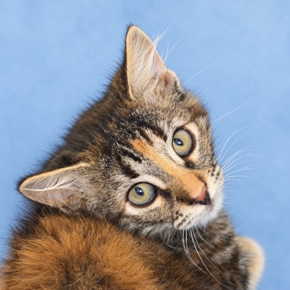 LOIS - Domestic Shorthair / Mix available for adoption