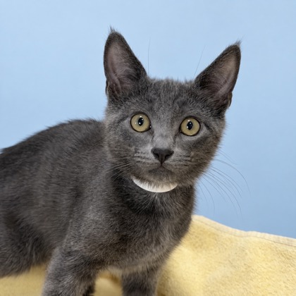 ROOSTER - Domestic Shorthair / Mix for adoption in San Francisco