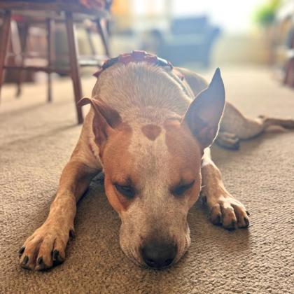HOWDY - Australian Cattle Dog / Mix available for adoption