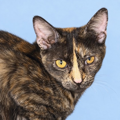 BASIL - Domestic Shorthair / Mix available for adoption