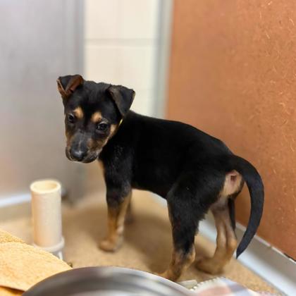 PAPARAZZI - Shepherd / Mix available for adoption