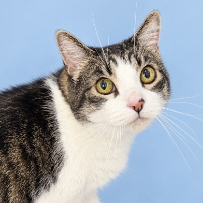 SADDLE BACK - Domestic Shorthair / Mix available for adoption
