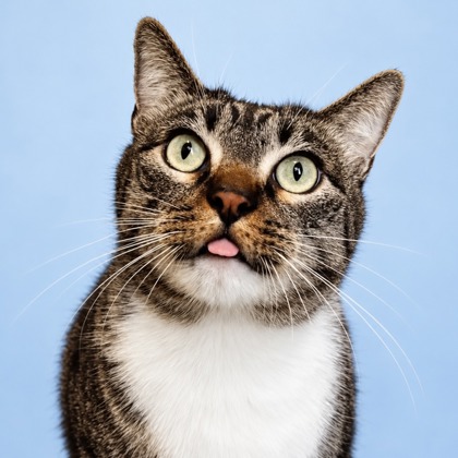 LOKI - Domestic Shorthair / Mix available for adoption
