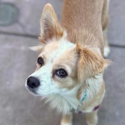 BLONDIE - Long Coat Chihuahua / Mix available for adoption