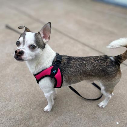 CHEX - Short Coat Chihuahua / Mix available for adoption