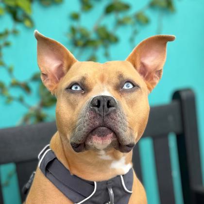 MONA - Pit Bull Terrier / Mix available for adoption