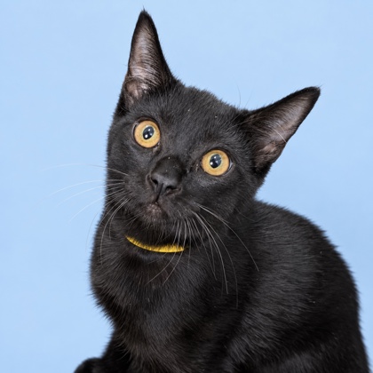 DYLAN - Domestic Shorthair / Mix available for adoption