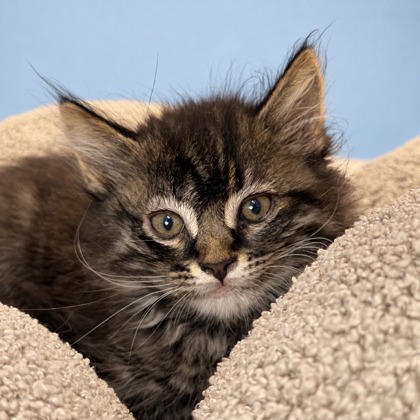 MARLOW - Domestic Shorthair / Mix available for adoption