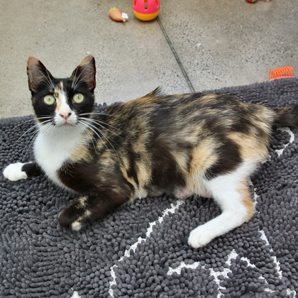 KITTY - Domestic Shorthair / Mix available for adoption