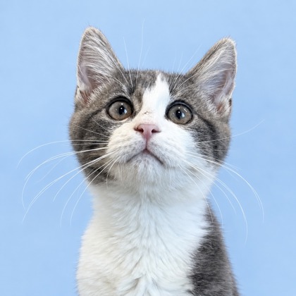 CRISPEN - Domestic Medium Hair / Mix available for adoption