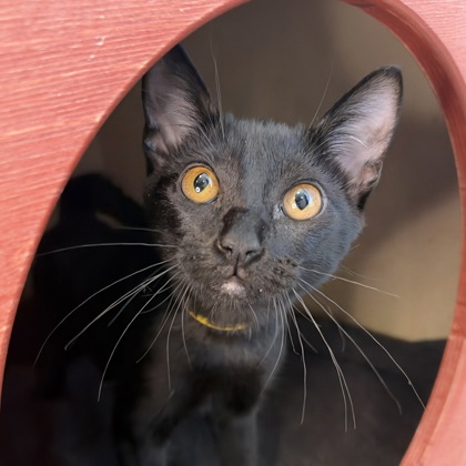 ALEX - Domestic Shorthair / Mix available for adoption