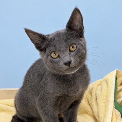 CHARLIE - Domestic Shorthair / Mix for adoption in San Francisco