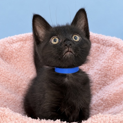 DOLPHIN - Domestic Shorthair / Mix available for adoption