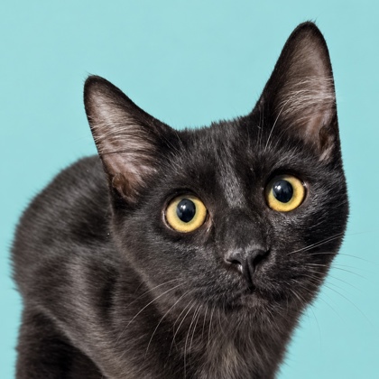 BUTCH CASSIDY - Domestic Longhair / Mix available for adoption