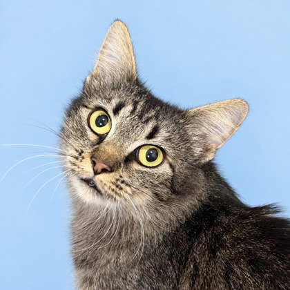 DOTTIE - Domestic Shorthair / Mix available for adoption