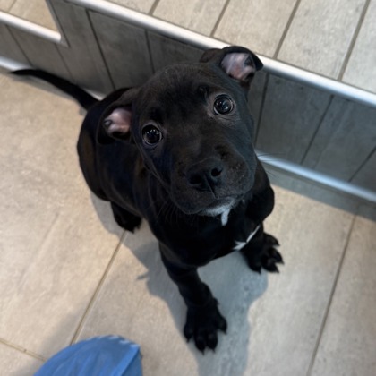 PUMBA - Pit Bull Terrier / Mix available for adoption