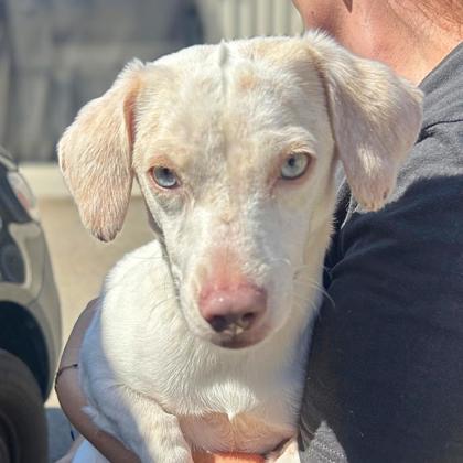 JASPER - Terrier / Mix available for adoption