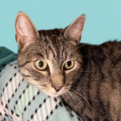 ZILLA - Domestic Shorthair / Mix available for adoption