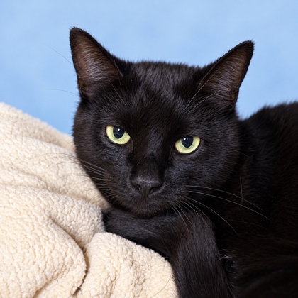 ARNOLD PALMER - Domestic Shorthair / Mix available for adoption