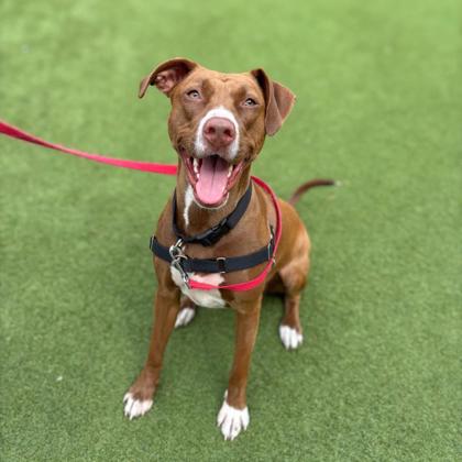 ROSALIE - Pit Bull Terrier / Mix available for adoption