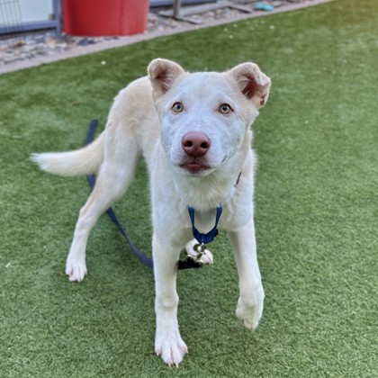 CASPER - Siberian Husky / Mix available for adoption