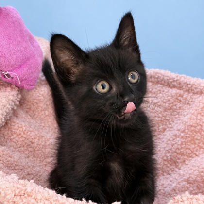 DOLPHIN - Domestic Shorthair / Mix available for adoption