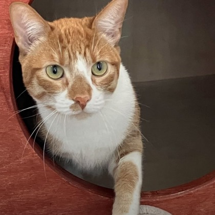 CROSBY - Domestic Shorthair / Mix available for adoption