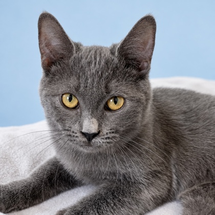 CHASE - Domestic Shorthair / Mix available for adoption