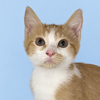 BUG - Domestic Shorthair / Mix available for adoption