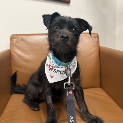 EINSTEIN - Terrier / Mix available for adoption