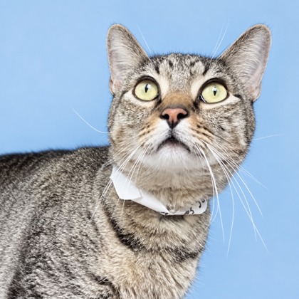 FLUFFY - Domestic Medium Hair / Mix available for adoption