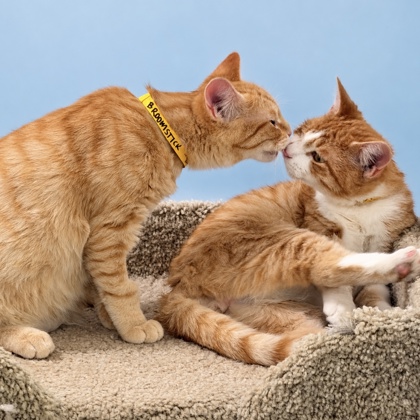 BROOMSTICK - Domestic Shorthair / Mix available for adoption