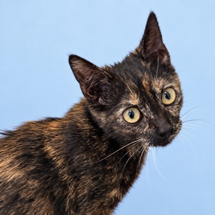 BRAMBIE - Domestic Shorthair / Mix available for adoption