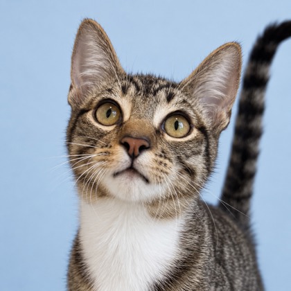 KOI - Domestic Shorthair / Mix available for adoption