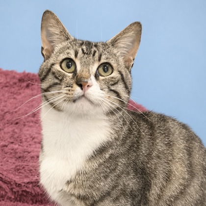 COSMO - Domestic Shorthair / Mix available for adoption